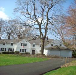 Tree Pruning Services