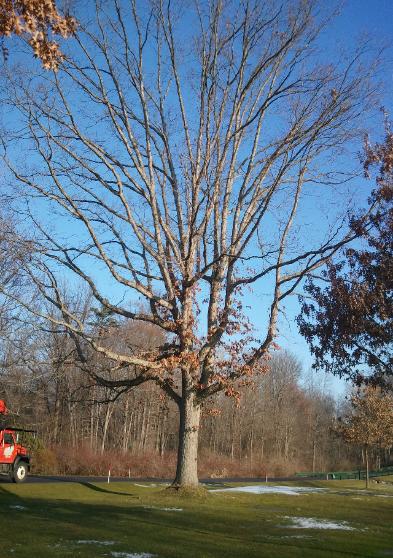 White Oak at Oak Hill Country Club