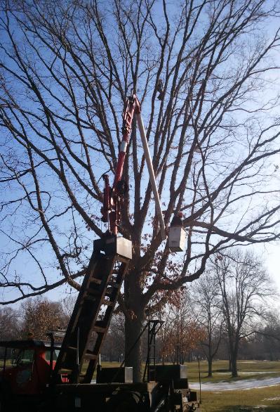 White Oak