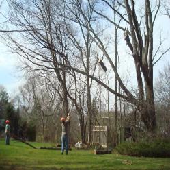 Tree Pruning Services