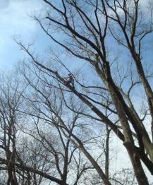 Tree Pruning Services