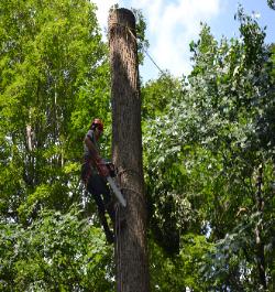 Tree Removal Services